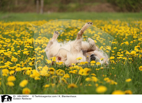 Golden Retriever / KB-08854