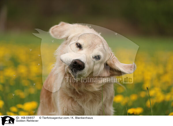 Golden Retriever / KB-08857