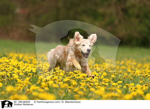 Golden Retriever / Golden Retriever / KB-08920