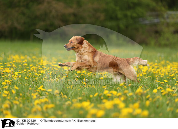Golden Retriever / Golden Retriever / KB-09126