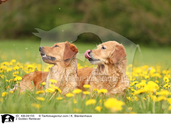 2 Golden Retriever / KB-09155