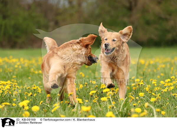 2 Golden Retriever / KB-09169
