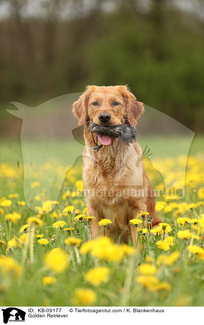Golden Retriever / KB-09177