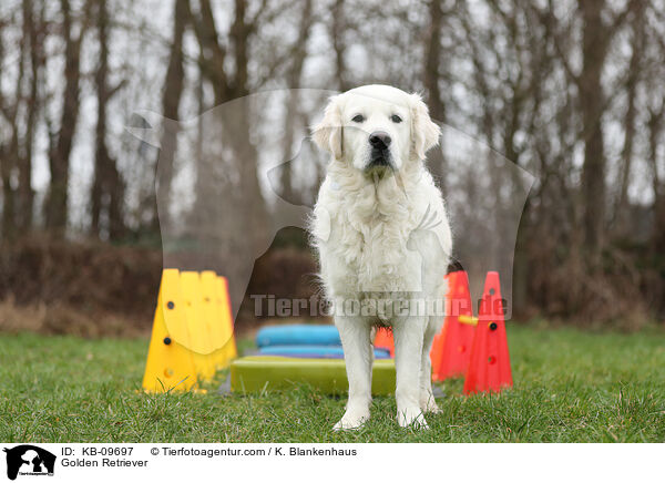 Golden Retriever / Golden Retriever / KB-09697