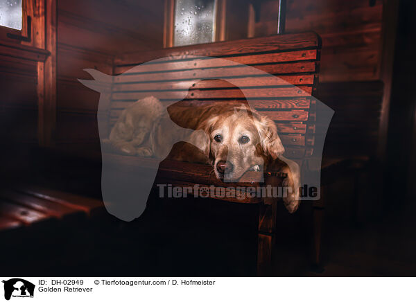 Golden Retriever / Golden Retriever / DH-02949