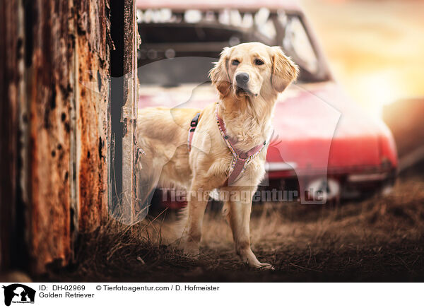 Golden Retriever / Golden Retriever / DH-02969