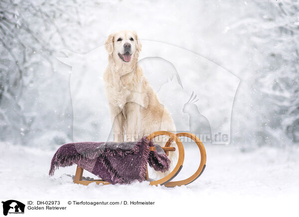 Golden Retriever / Golden Retriever / DH-02973