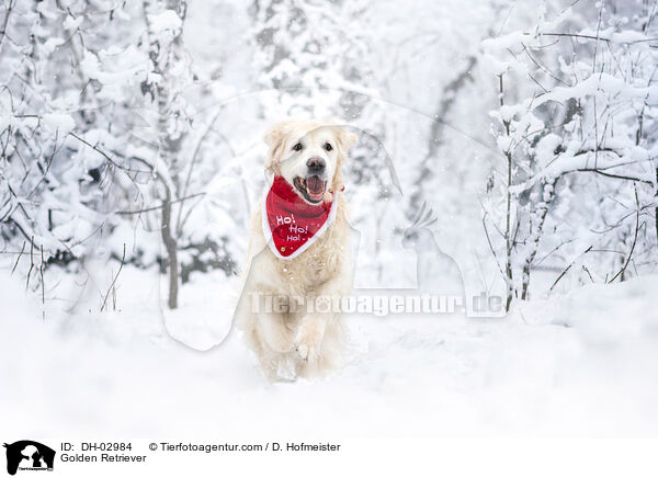 Golden Retriever / Golden Retriever / DH-02984