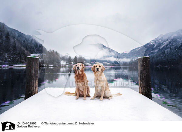 Golden Retriever / Golden Retriever / DH-02992