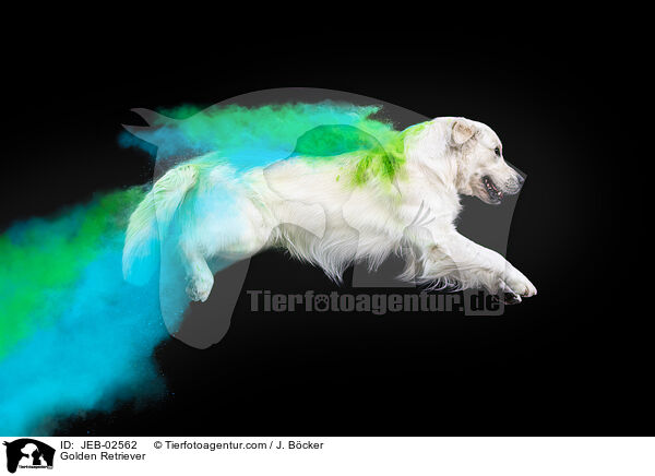 Golden Retriever / Golden Retriever / JEB-02562