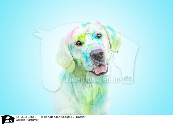 Golden Retriever / Golden Retriever / JEB-02568