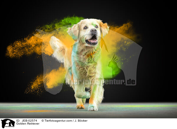 Golden Retriever / Golden Retriever / JEB-02574