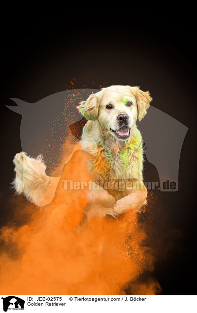 Golden Retriever / Golden Retriever / JEB-02575