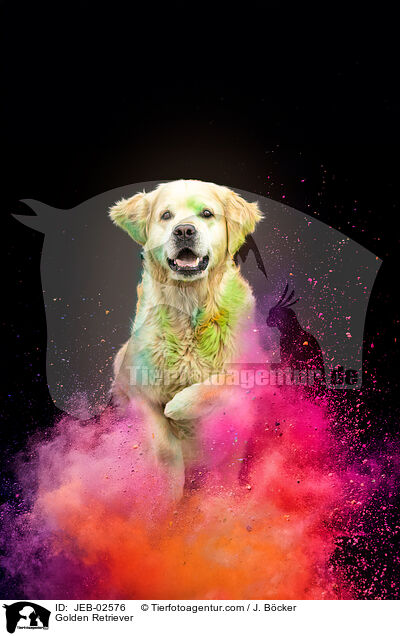 Golden Retriever / JEB-02576