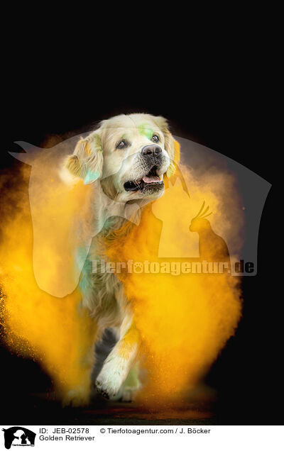 Golden Retriever / Golden Retriever / JEB-02578