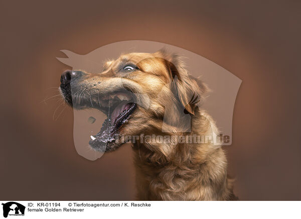 female Golden Retriever / KR-01194