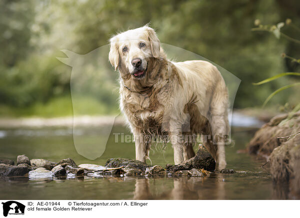 alte Golden Retriever Hndin / old female Golden Retriever / AE-01944