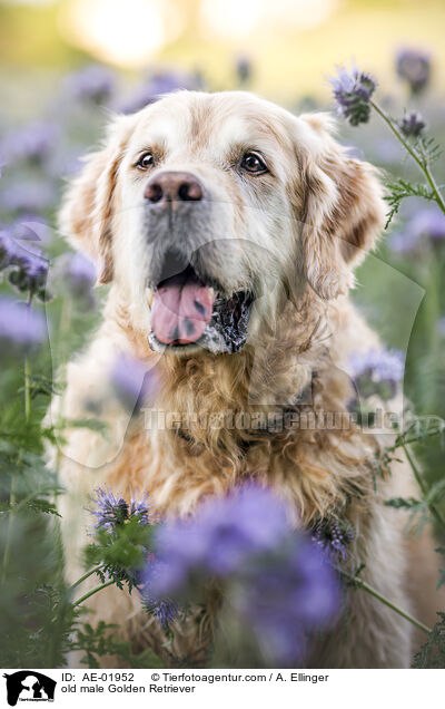 alter Golden Retriever Rde / old male Golden Retriever / AE-01952