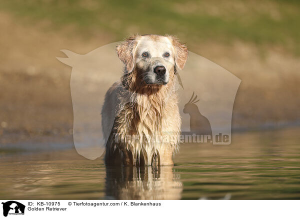 Golden Retriever / Golden Retriever / KB-10975