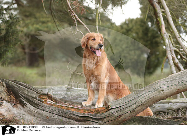 Golden Retriever / KB-11030