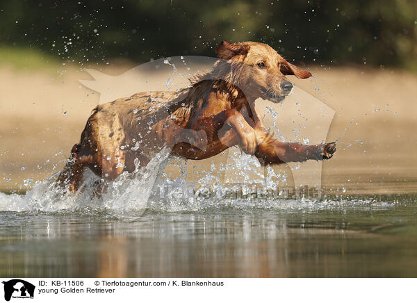 junger Golden Retriever / young Golden Retriever / KB-11506