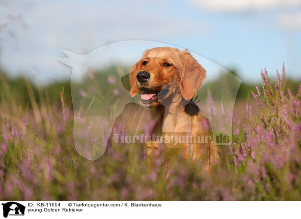 junger Golden Retriever / young Golden Retriever / KB-11694