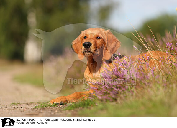 junger Golden Retriever / young Golden Retriever / KB-11697
