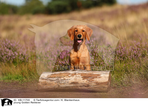 junger Golden Retriever / young Golden Retriever / KB-11700