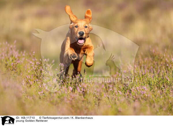 junger Golden Retriever / young Golden Retriever / KB-11710