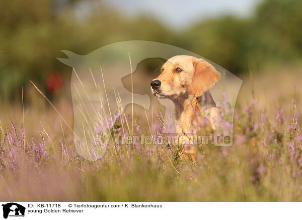 junger Golden Retriever / young Golden Retriever / KB-11718