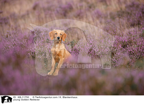 junger Golden Retriever / young Golden Retriever / KB-11750