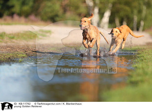 junge Golden Retriever / young Golden Retriever / KB-11762