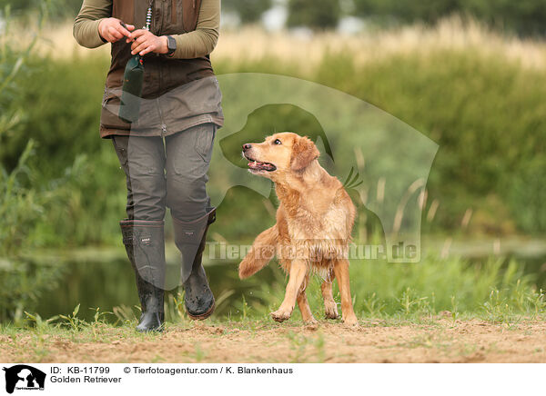 Golden Retriever / Golden Retriever / KB-11799