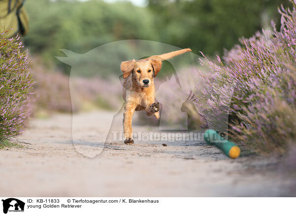 junger Golden Retriever / young Golden Retriever / KB-11833