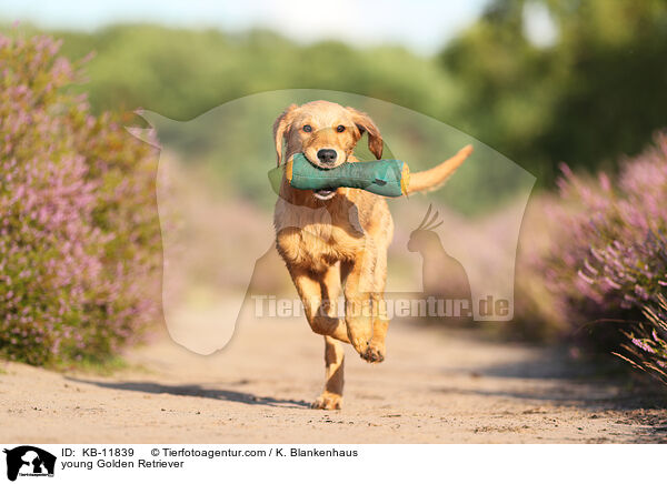 junger Golden Retriever / young Golden Retriever / KB-11839