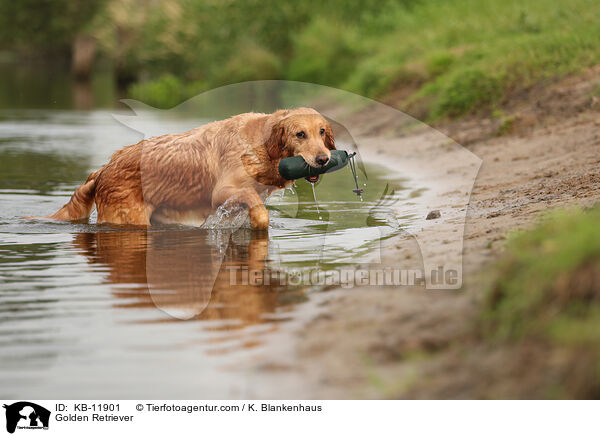 Golden Retriever / Golden Retriever / KB-11901