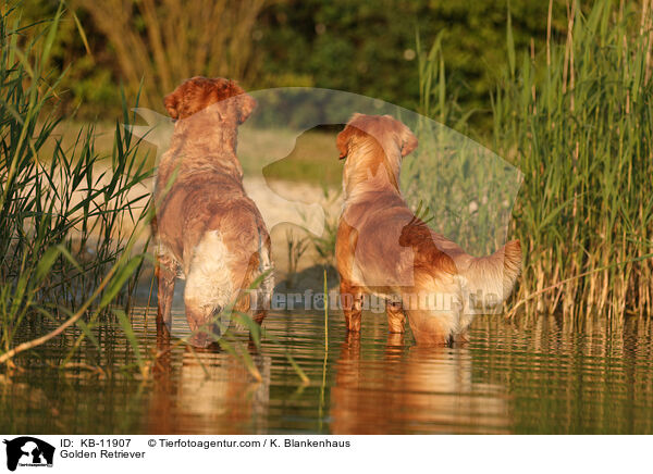 Golden Retriever / Golden Retriever / KB-11907