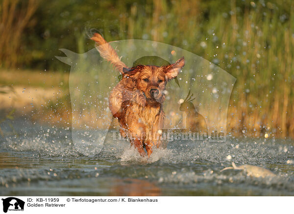 Golden Retriever / Golden Retriever / KB-11959