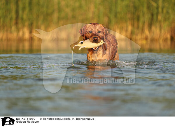 Golden Retriever / KB-11970