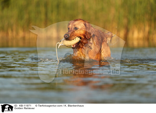 Golden Retriever / KB-11971