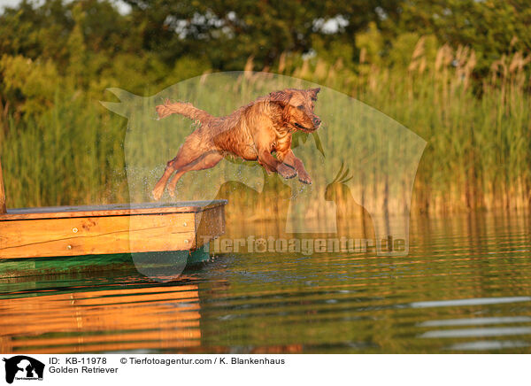 Golden Retriever / Golden Retriever / KB-11978