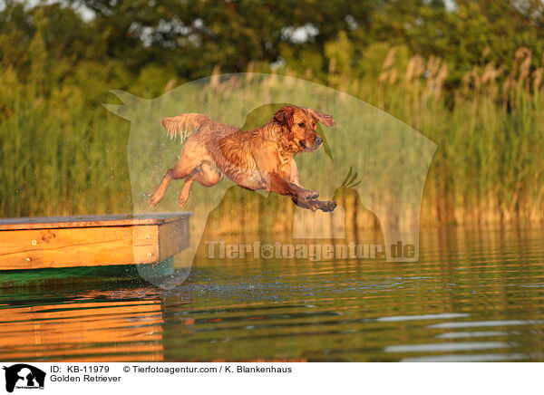 Golden Retriever / Golden Retriever / KB-11979