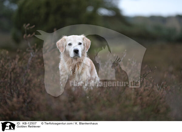 Golden Retriever / Golden Retriever / KB-12507