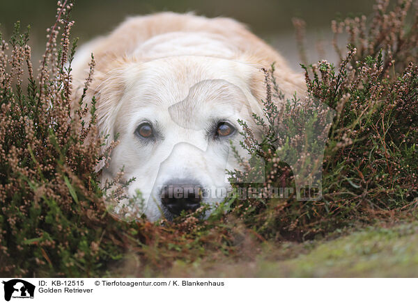 Golden Retriever / Golden Retriever / KB-12515