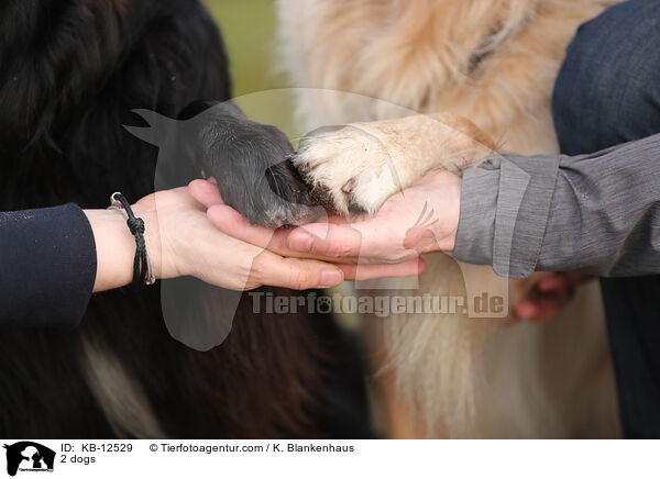 2 Hunde / 2 dogs / KB-12529
