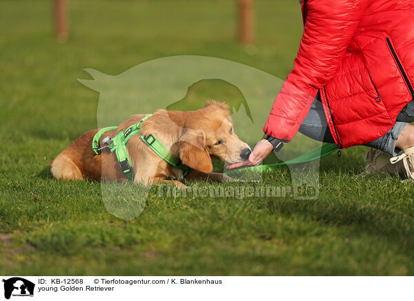 junger Golden Retriever / young Golden Retriever / KB-12568