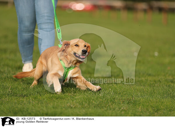 junger Golden Retriever / young Golden Retriever / KB-12573