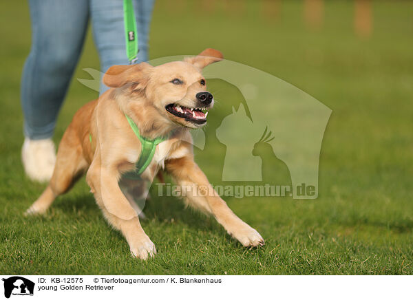 junger Golden Retriever / young Golden Retriever / KB-12575