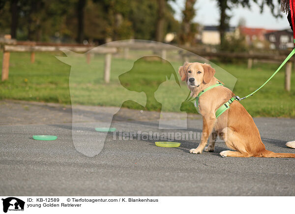 junger Golden Retriever / young Golden Retriever / KB-12589