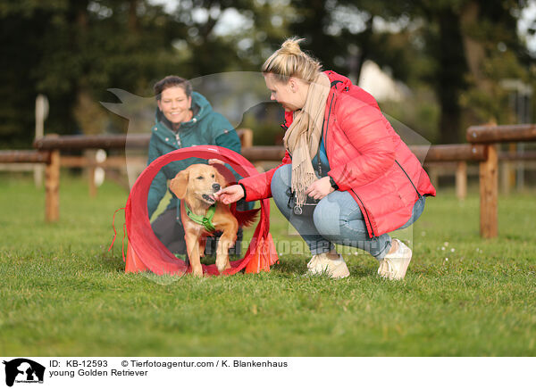 junger Golden Retriever / young Golden Retriever / KB-12593